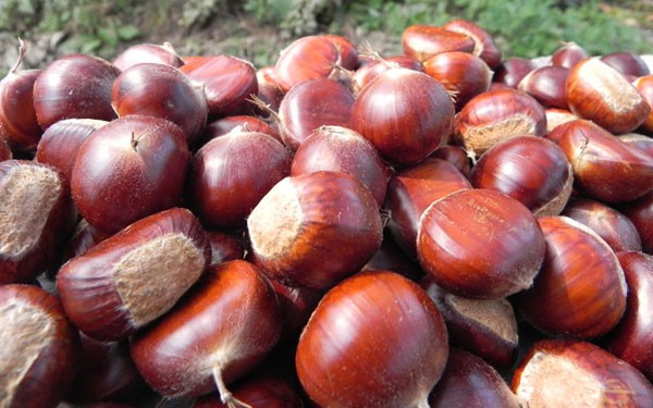 chinese fresh chestnuts-5
