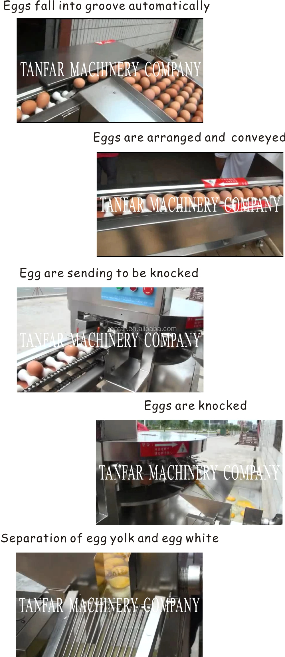 自動卵tf-12800破壊マシン( 卵白や卵黄セパレーター)問屋・仕入れ・卸・卸売り