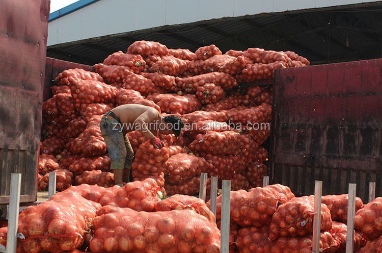 wholesale fresh red onion