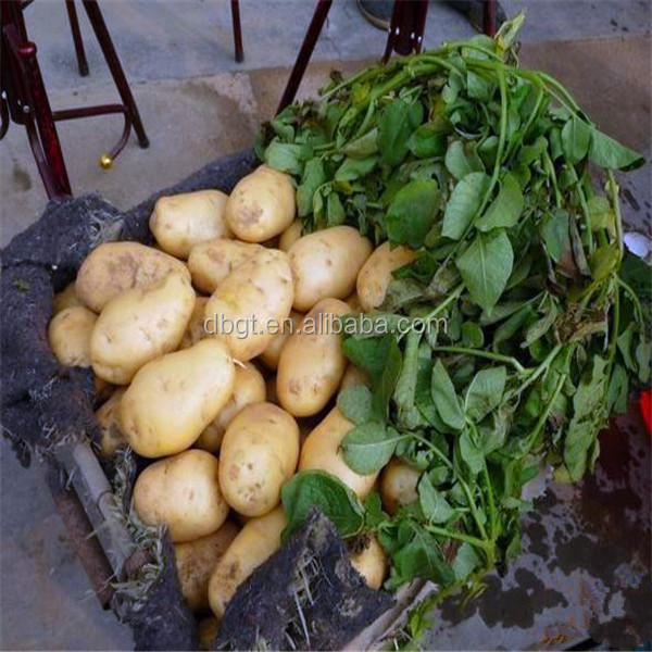 packing mesh bag of fresh potato