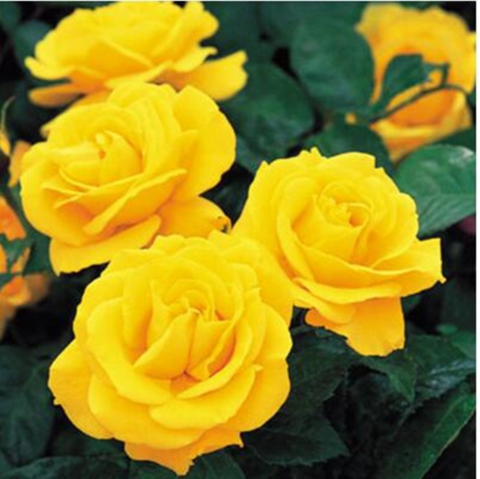 yellow rose flower 2.jpg