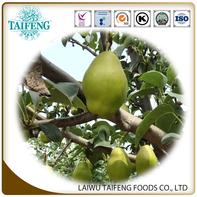 NEW HARVEST FRESH PEAR