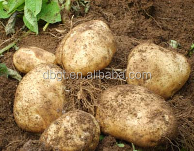 In 2014,The new high quality fresh potatoes worth your choose and buy