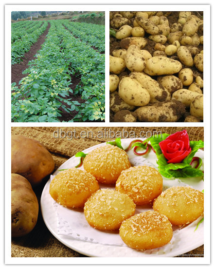 High starch content of fresh potatoes from China