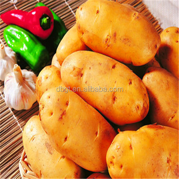 potatoes bulk/long shape and round shape potatoes at competitive price