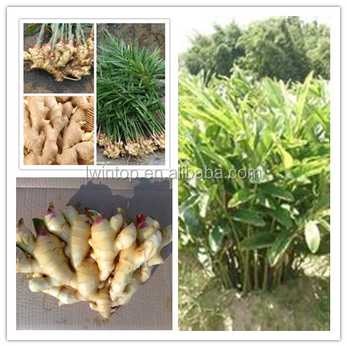 bulk fresh ginger specification