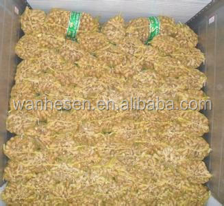 factory fresh ginger, quality fresh ginger, half dry ginger -air dry ginger