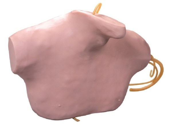 L68B Central Venous Puncture and Catheterization Model.jpg