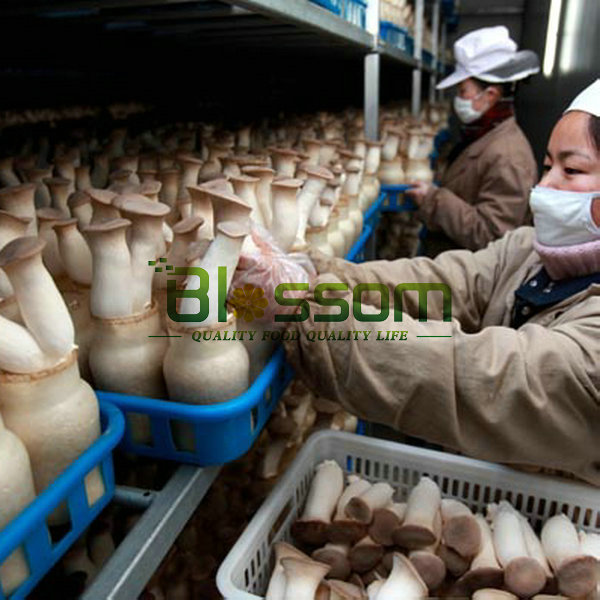 2014 Bulk IQF king oyster frozen sliced mushroom