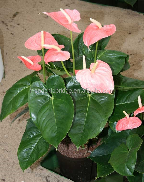 IMG_2906_Anthurium_andraeanum__Pink_Bird_.jpg