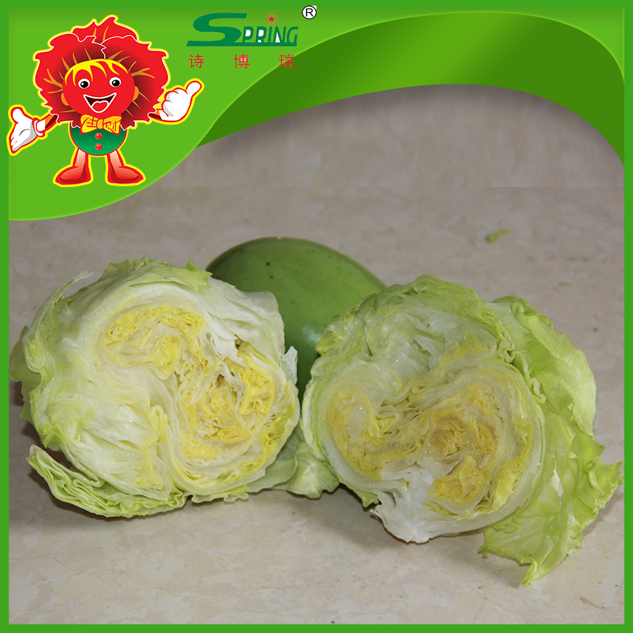 round shape iceberg lettuce healthy supply stock