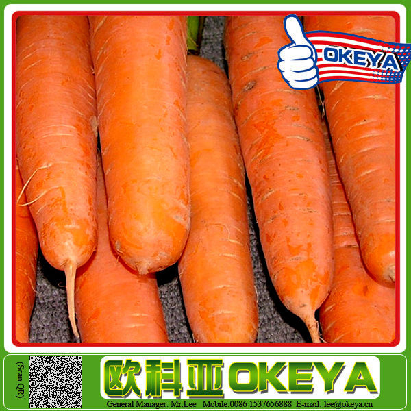 2014 wholesale newest arrival plush carrot