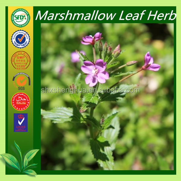 GMP factory Marshmallow Leaf price