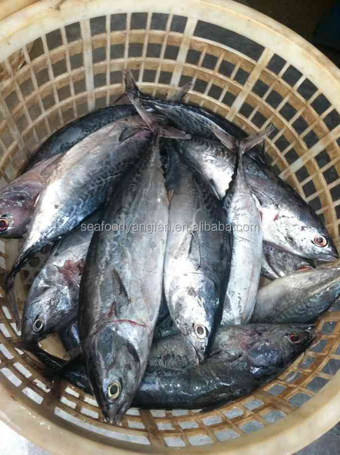 200g up W/R sea frozen bonito and Auxis thazard