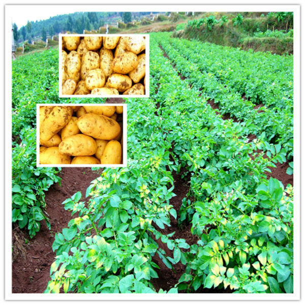 Common types of cultivation and fresh style of potatoes