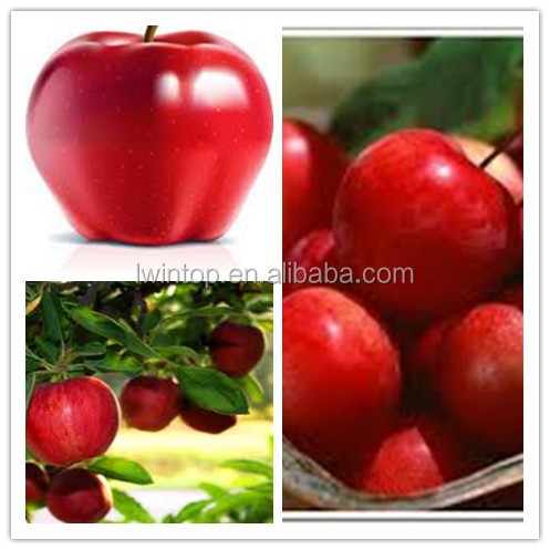 2014 new crop fresh apple with ISO GLOBAL GAP HACCP