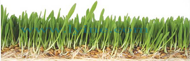 fodder-7.jpg