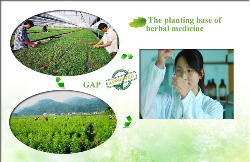 white tea extract, vine tea extract, instant black tea extract powder