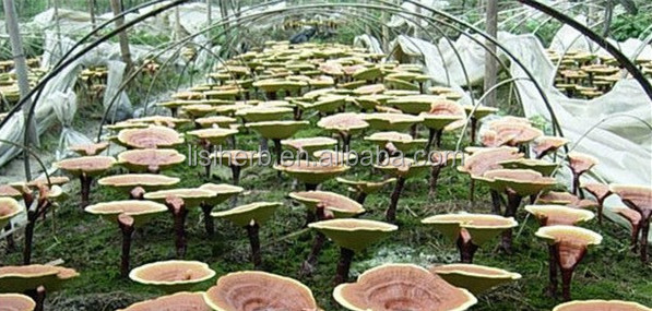 2014 new batch factry supply reishi mushroom extract, reishi extract, reishi