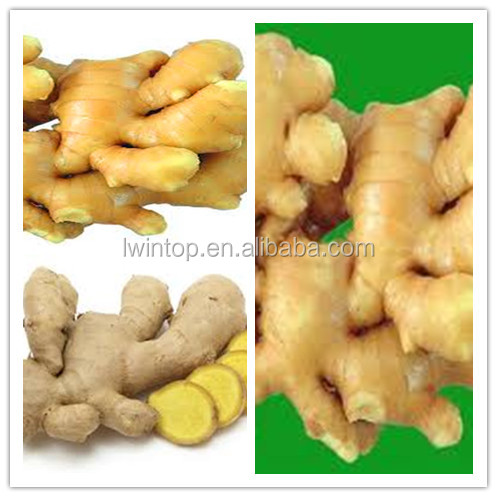 fresh ginger new corp from China