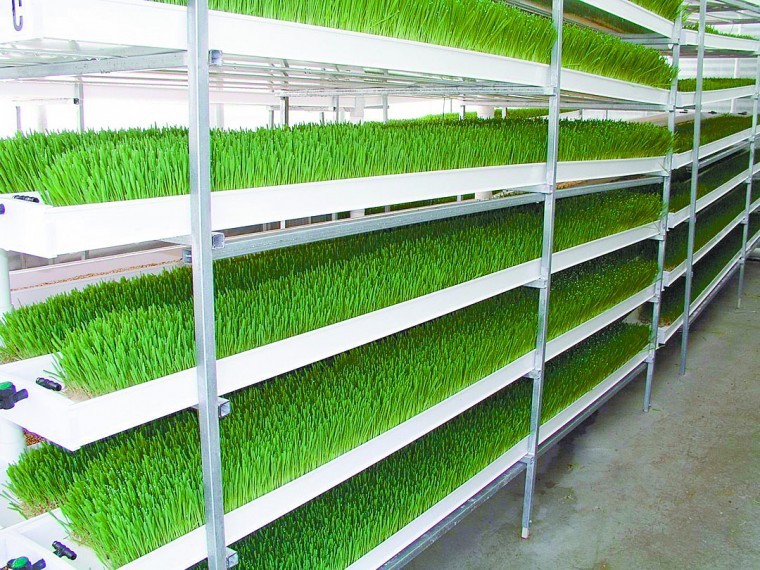 Hydroponic Fodder Grass System Buy Hydroponic Fodder Grass System