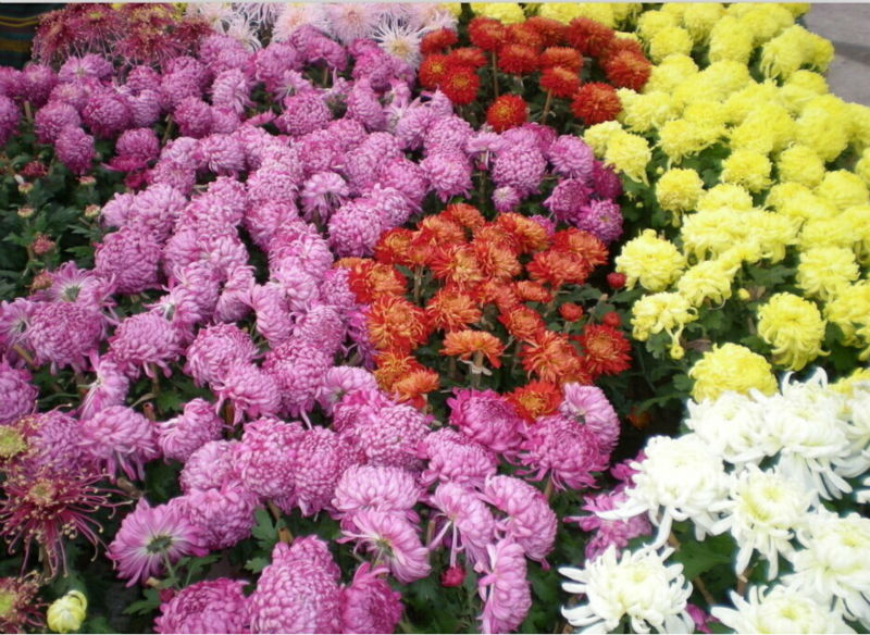 High Sprouting Rate Hot Sale Chrysanthemum Seeds For Growing, View mum 