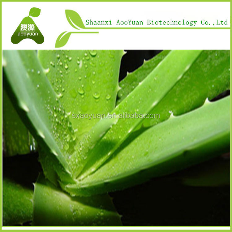 aloe vera leaves for sale