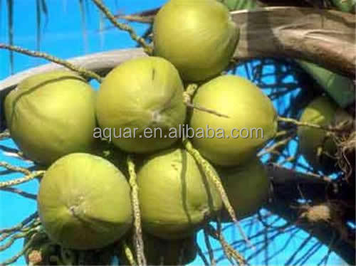 Natural Saw Palmetto Extract Powder Hair Loss Treatment