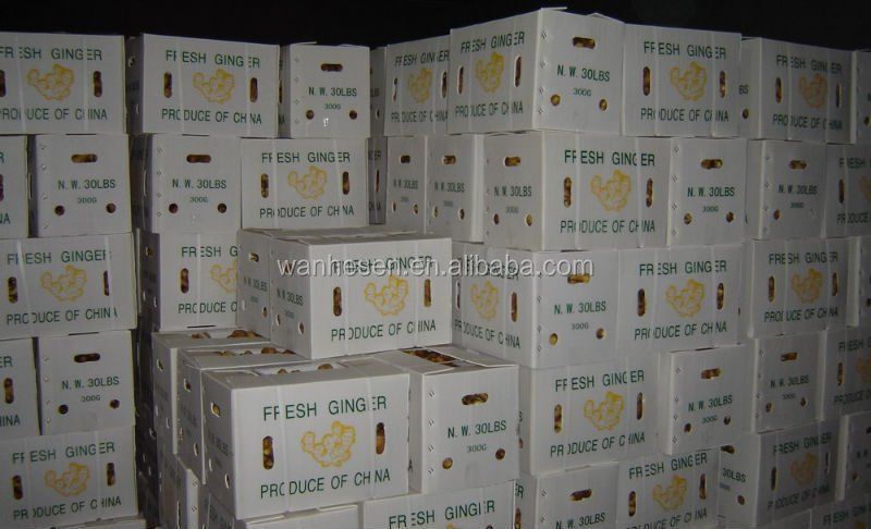 Fresh Ginger factory from China