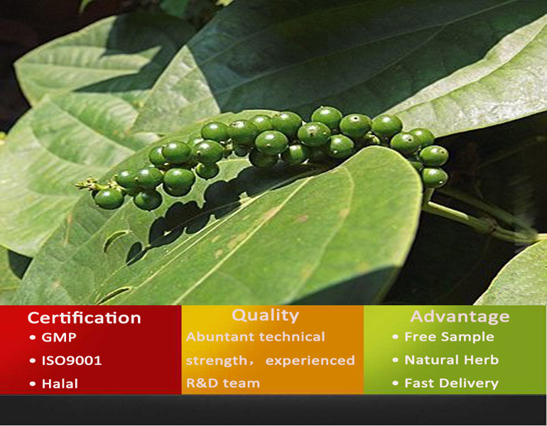 Extraction Piperine Black Pepper/Bulk Piperine Extract 98%/Piperine