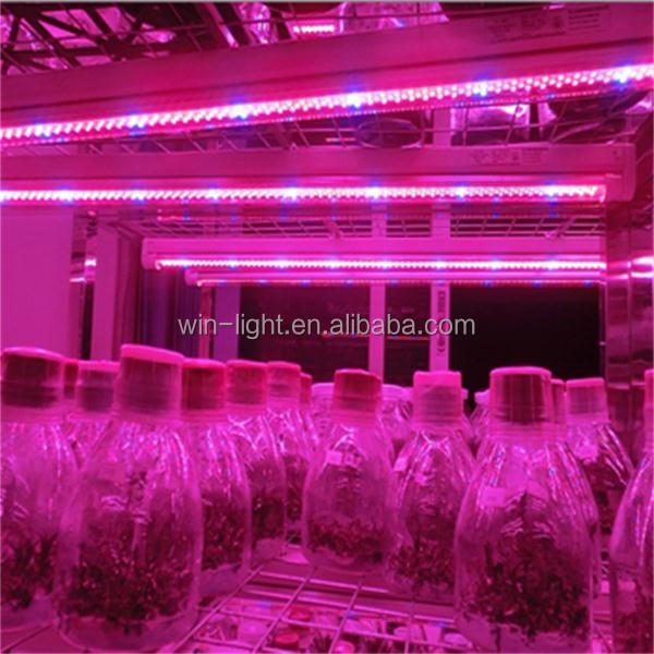 ledライト用のledが点灯し成長している製造生育した植物仕入れ・メーカー・工場