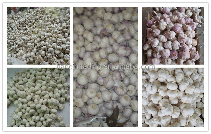Garlic & Fresh Garlic & Normal white garlic for Chile Market