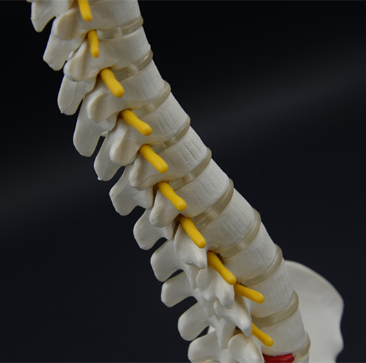 Spine model diy