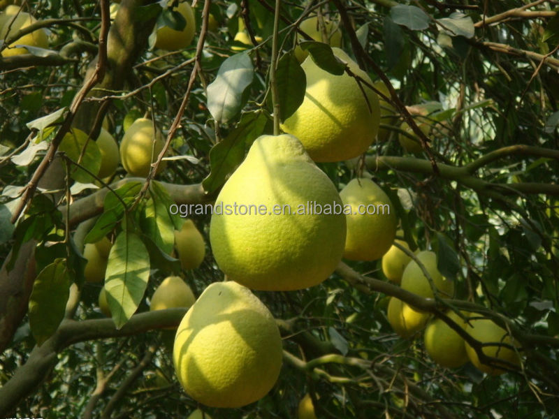 2014 new arrival fresh pomelo fruit, fresh honey pomelo