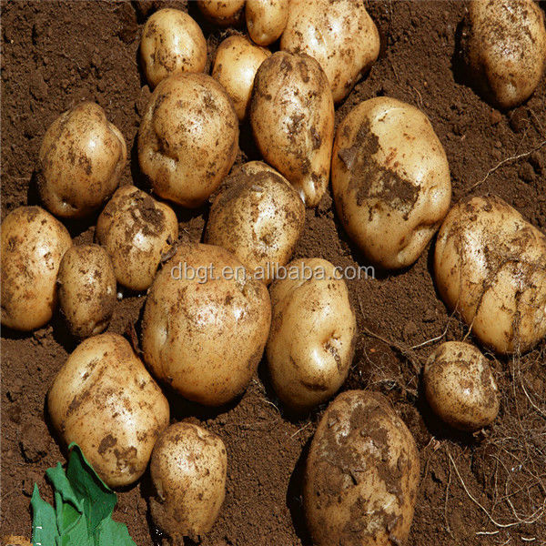 products you can import from china--Fresh Potato