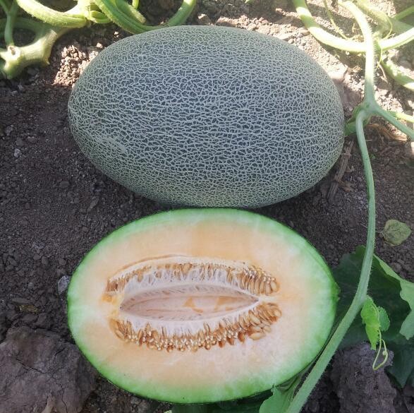 Hybrid Chinese Hami Melon Seedshm022 Buy Chinese Melon Seeds,Hami
