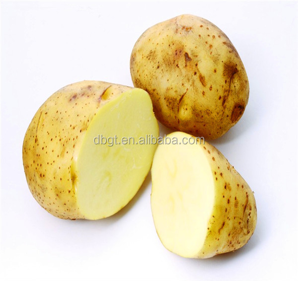 Common Cultivation Type and oval and round Shape potatoes suppliers