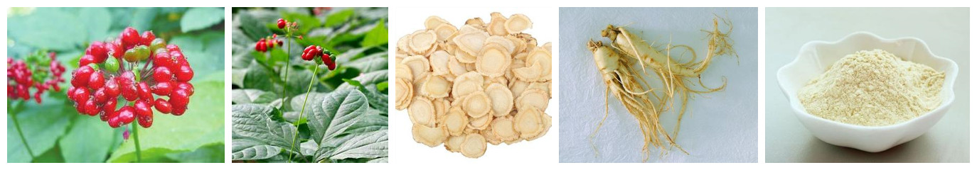 Ginseng Extract/stem and leaf extract 2014/ginseng powder