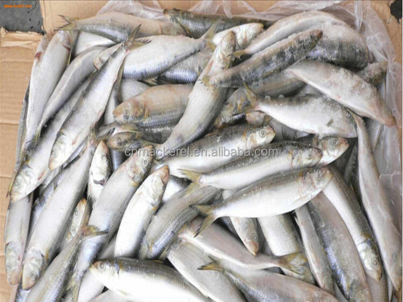 fresh frozen sardine for can