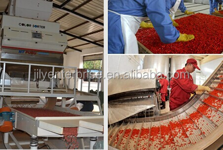 100% organic goji berries Ningxia goji berries dried goji/certified organic goji berry/fresh goji be