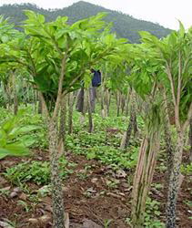 Dietary fiber in konjac good for cholesterol metabolism