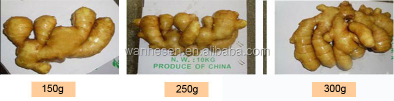 air dry ginger - fresh ginger market in China