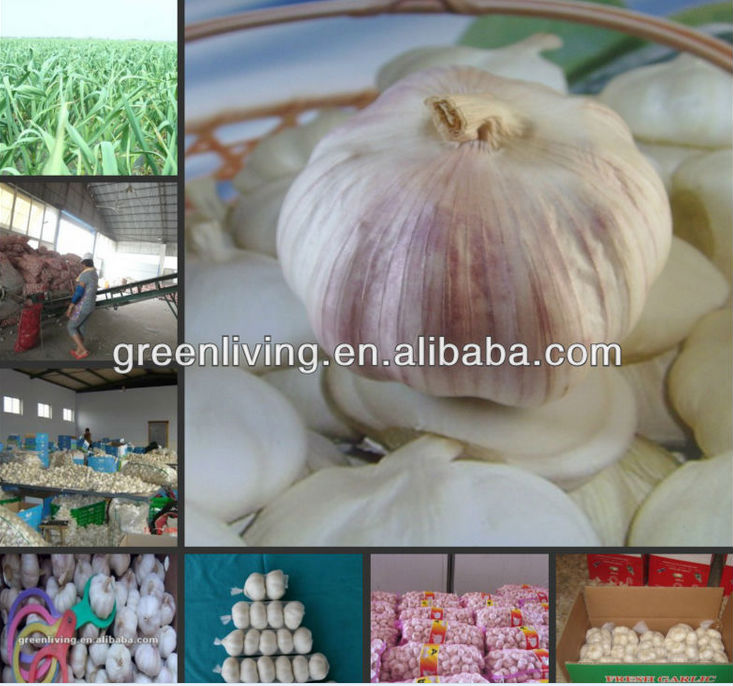 Low Price Garlic With High Grade