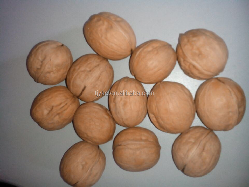 walnut in shell YKE-WS2