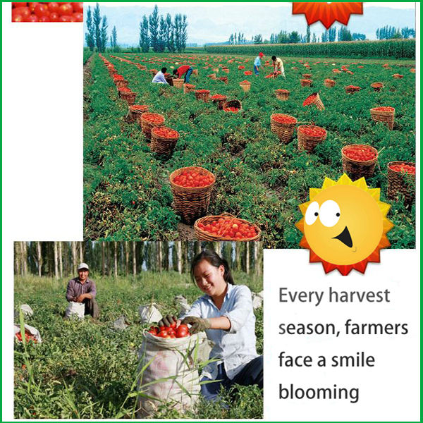 Bulk Buy Chinese canned tomato paste in sauce