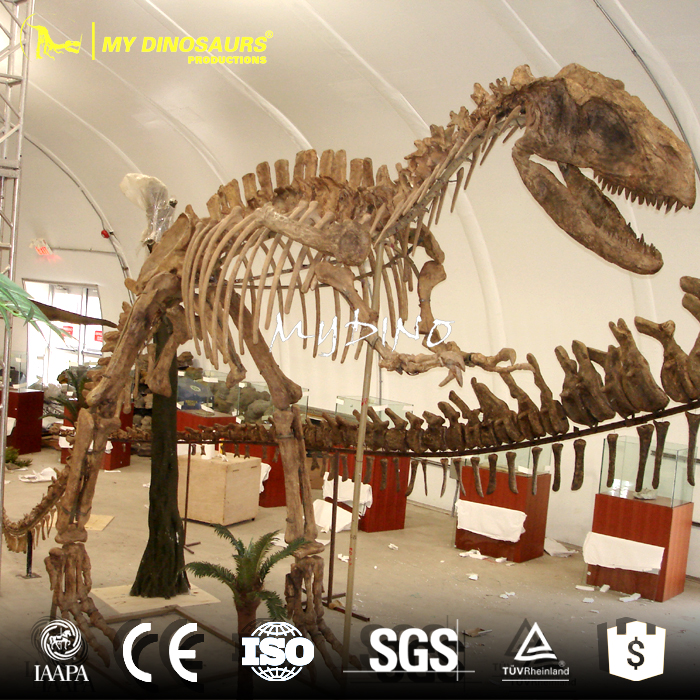 museum skeleton.jpg