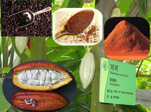 Top Quality 10% Theobromine Cocoa Extract /Theobroma cacao L
