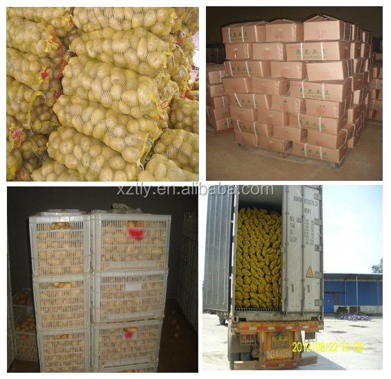 Fresh Holland potato exporting standard