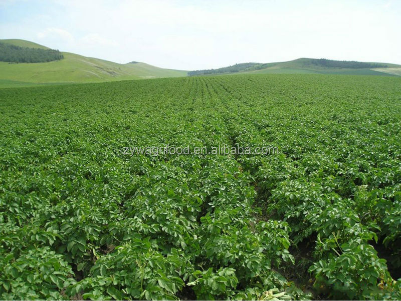 2014 wholesale potatoes bulk best price for export