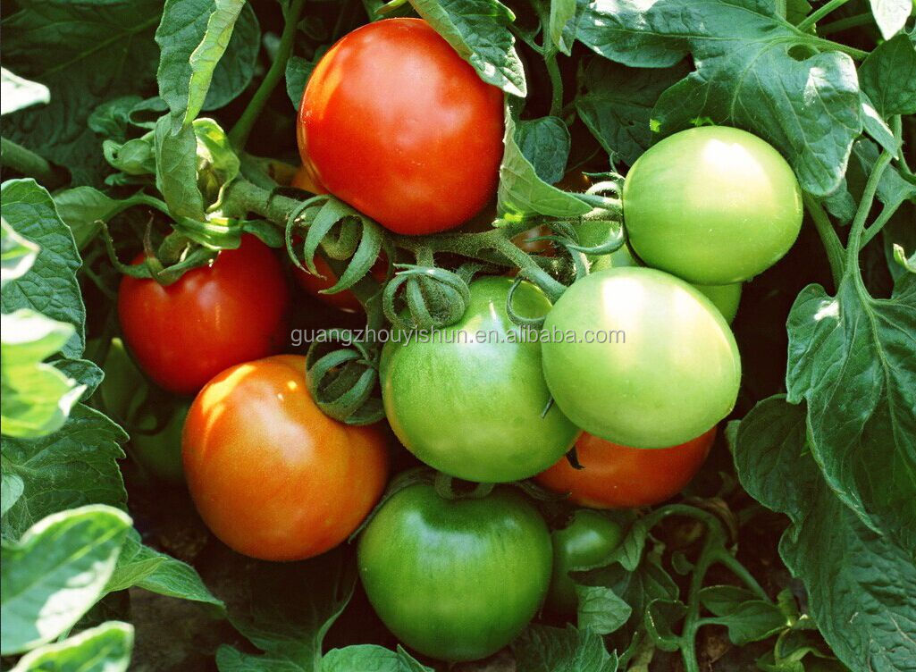 200L Brix 36-38% double concentrate bulk tomato paste in drum